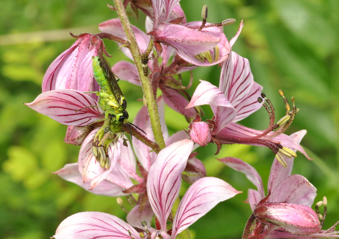 Изображение особи Dictamnus dasycarpus.