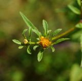 Bidens frondosa