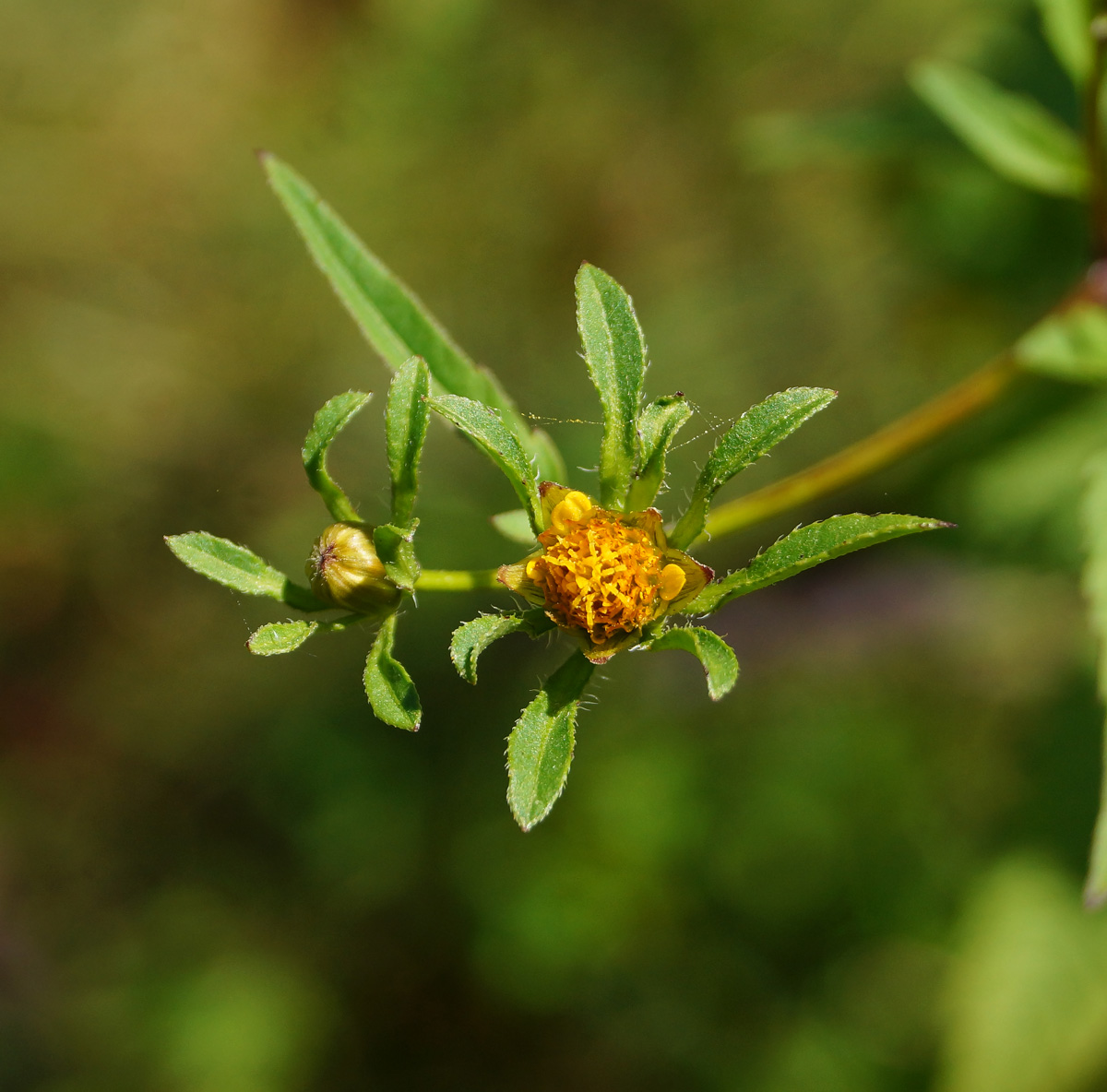 Image of Bidens frondosa specimen.