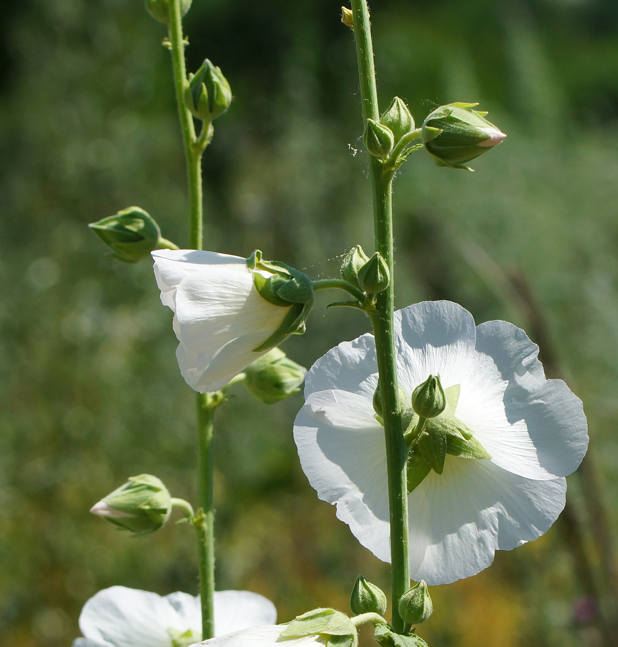 Image of Alcea rosea specimen.