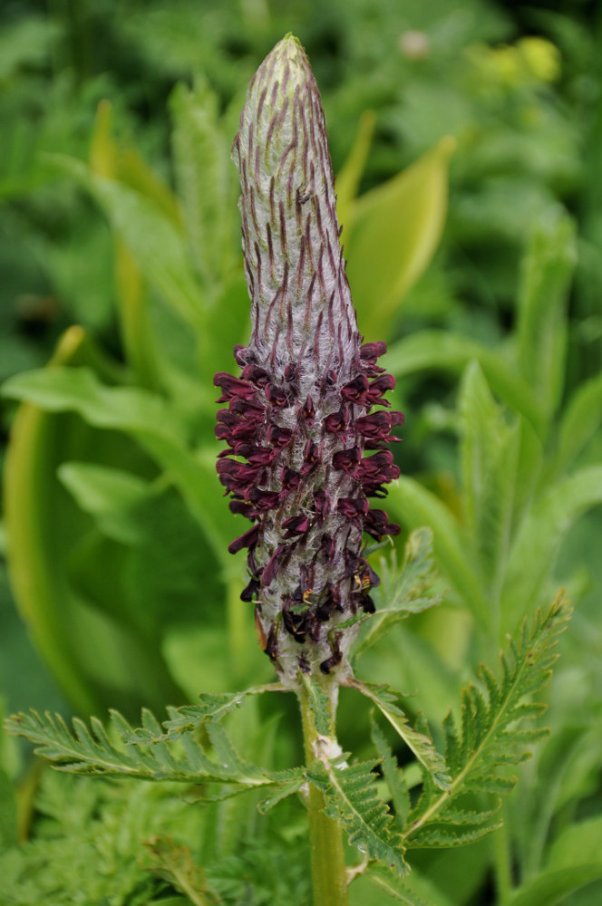 Image of Pedicularis atropurpurea specimen.