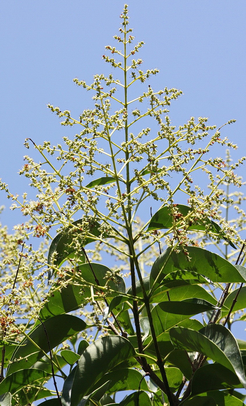 Изображение особи Ligustrum lucidum.