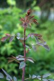 Rosa glauca