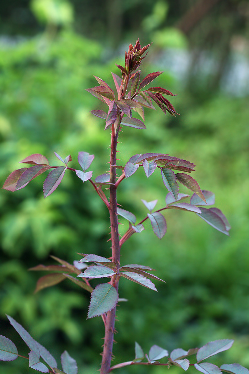 Изображение особи Rosa glauca.