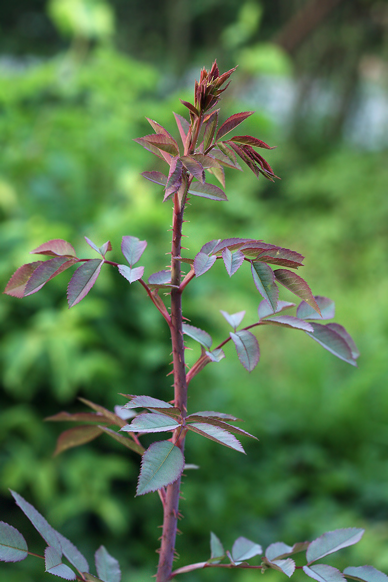 Изображение особи Rosa glauca.