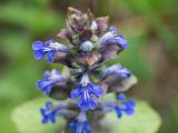 Ajuga reptans. Верхушка соцветия. Кировская обл., г. Кирово-Чепецк, лесопарк. 12.06.2017.