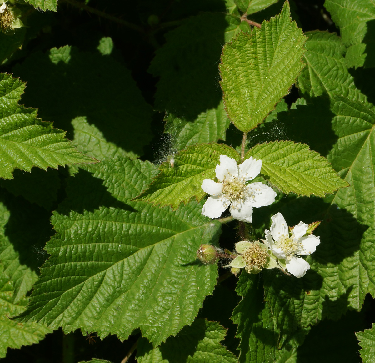 Изображение особи Rubus caesius.