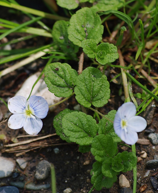 Image of Veronica filiformis specimen.
