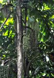 Caryota mitis. Часть ствола с соплодиями. Андаманские острова, остров Лонг, влажный тропический лес. 07.01.2015.