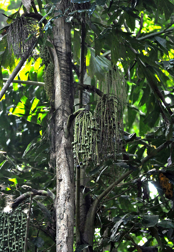 Image of Caryota mitis specimen.