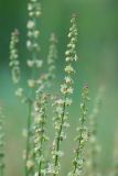 Rumex acetosella