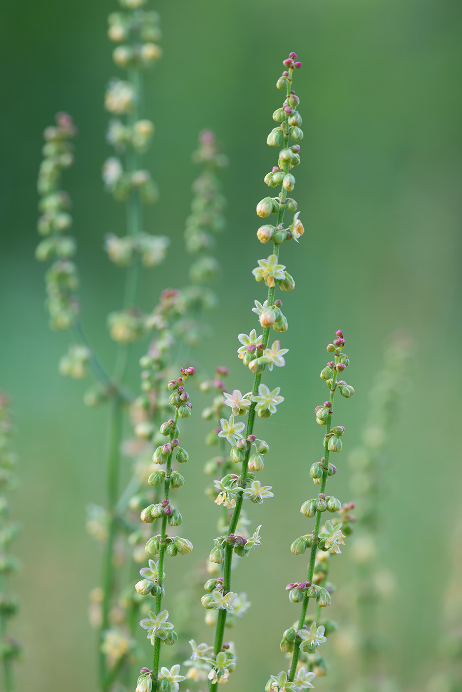 Изображение особи Rumex acetosella.