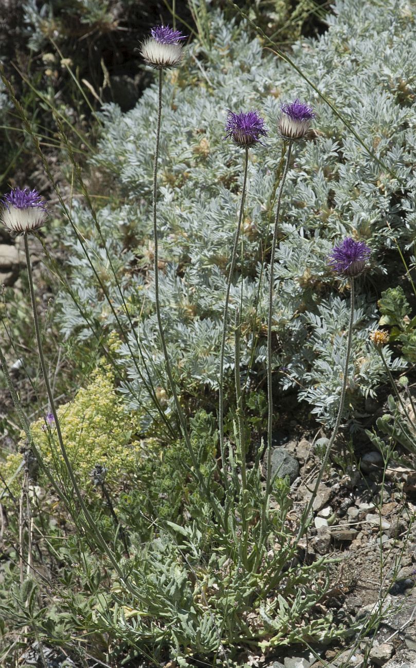 Image of Jurinea roegneri specimen.