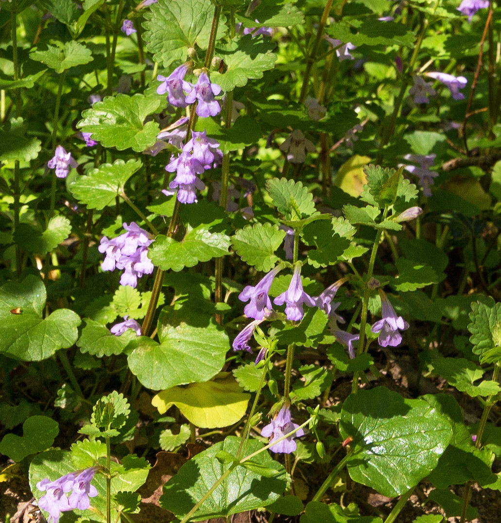 Image of Glechoma hederacea specimen.