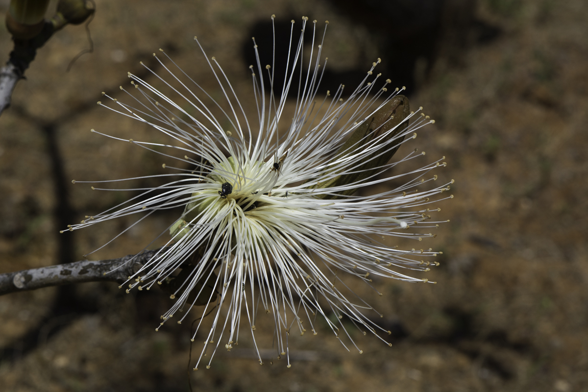 Изображение особи Pseudobombax ellipticum.