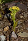Petasites spurius. Цветущее растение. Башкортостан, Белорецкий р-н, Ассинский сельсовет, окр. с. Ассы, долина р. Инзер, ж.-д. насыпь. 1 мая 2018 г.