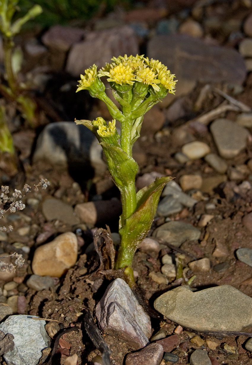 Изображение особи Petasites spurius.