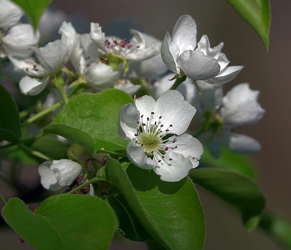 Image of Pyrus communis specimen.