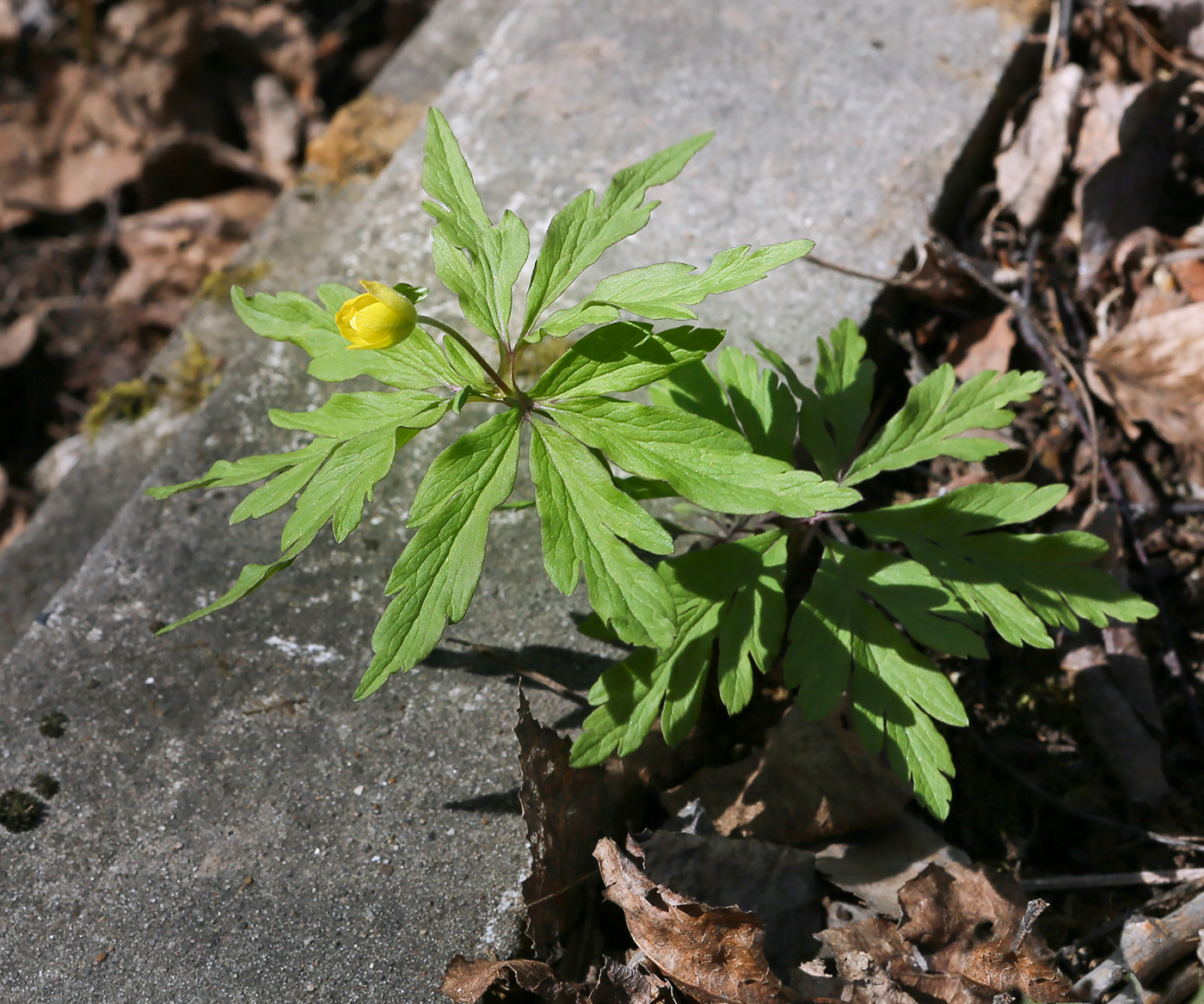 Изображение особи Anemone ranunculoides.