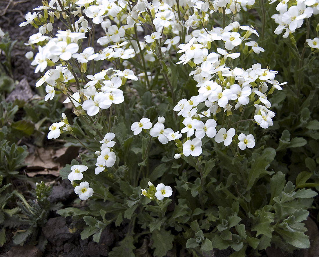 Изображение особи Arabis caucasica.