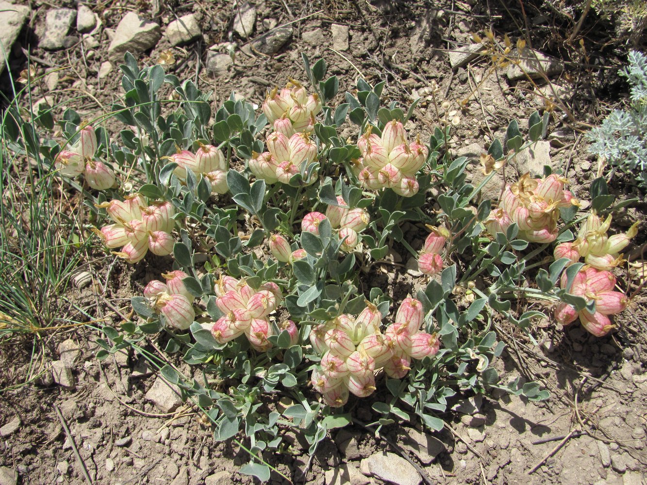 Изображение особи Astragalus calycinus.