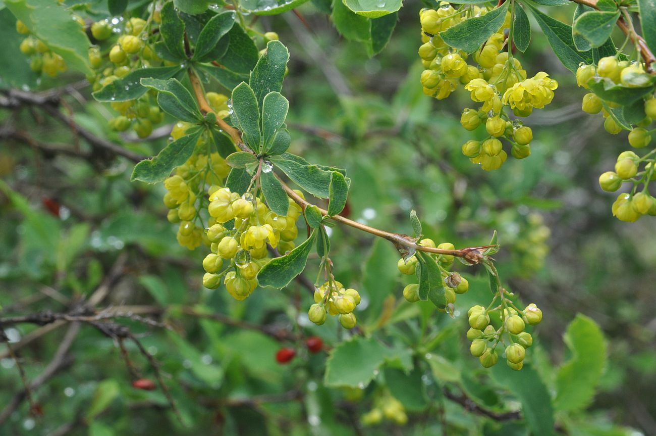 Image of Berberis vulgaris specimen.