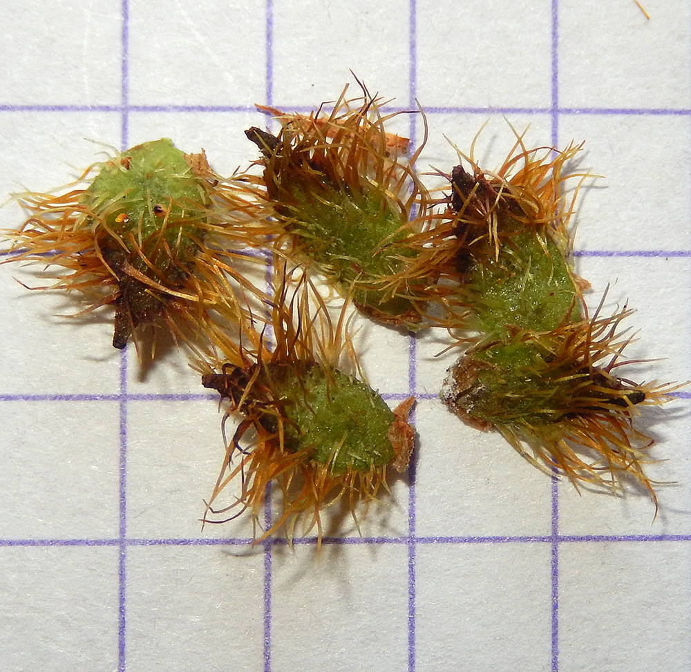 Image of Glycyrrhiza foetidissima specimen.