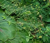Woronowia speciosa