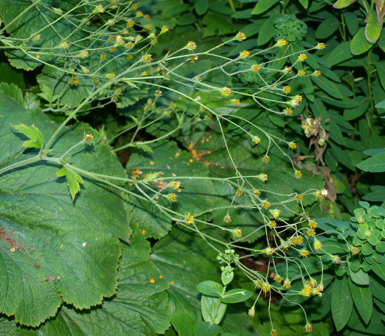 Image of Woronowia speciosa specimen.