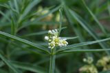 Vincetoxicum sibiricum
