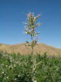 Silene gebleriana. Соцветие. Южный Казахстан, Сырдарьинский Каратау, горы Улькунбурултау, ≈ 700 м н.у.м., мезофильное местообитание у солоноватого родника Карабастау. 27 июля 2018 г.