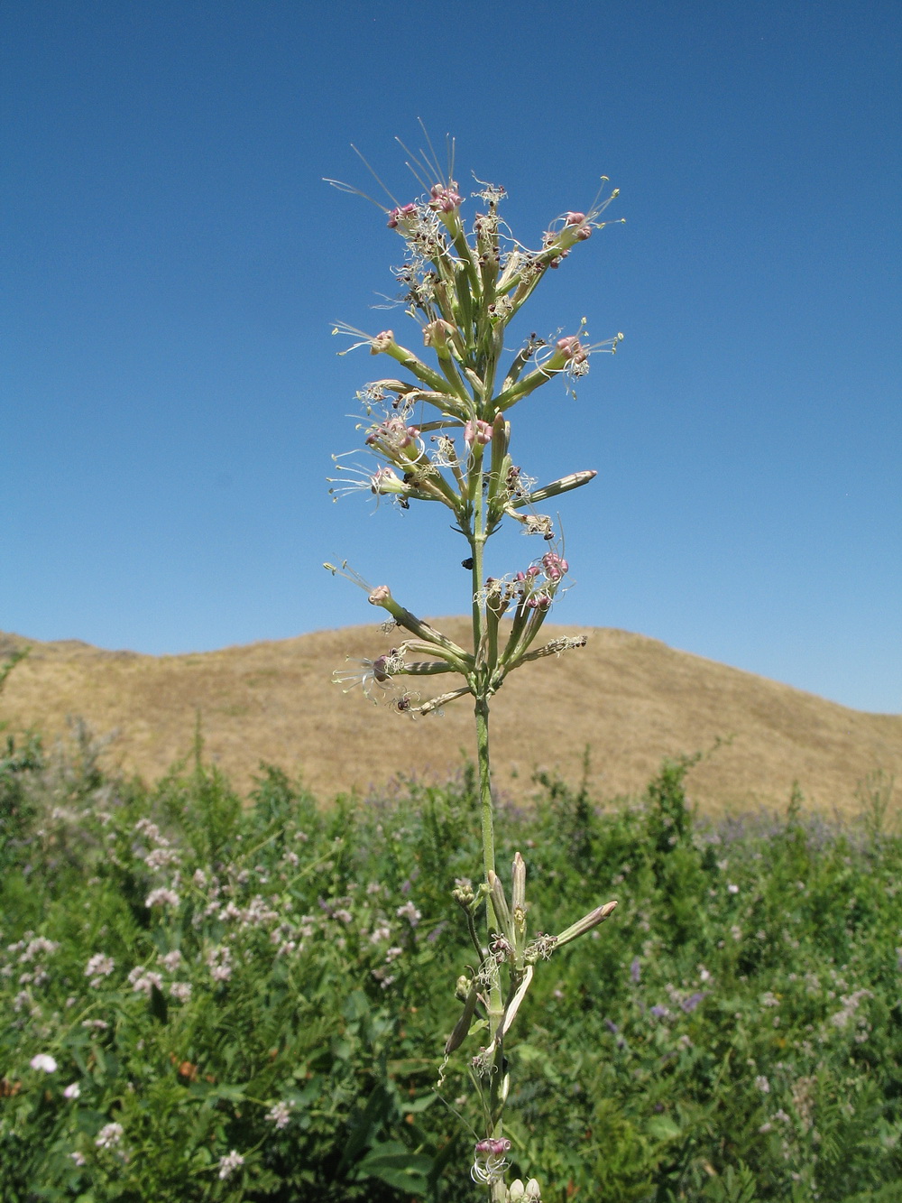 Изображение особи Silene gebleriana.