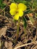 Viola uniflora. Цветущее растение на опушке берёзового леса. Окр. Томска. 23.05.2010.