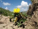 Potentilla gelida. Цветущее растение. Кыргызстан, Чуйская обл., Панфиловский р-н, вост. часть Таласского Алатау, пер. Алабель, 3175 м н.у.м., альпийская зона. 20 июля 2018 г.