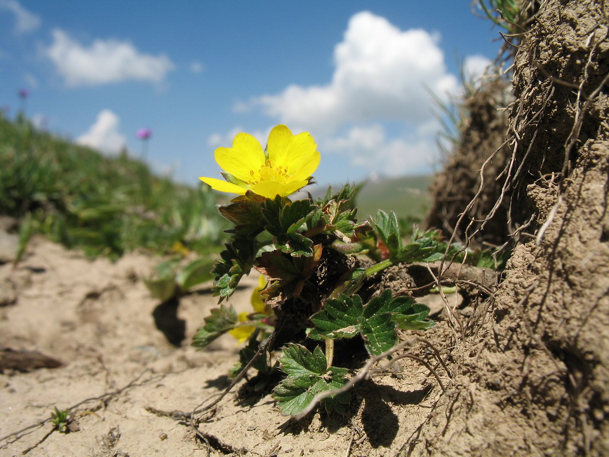 Image of Potentilla gelida specimen.