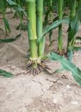 Zea mays
