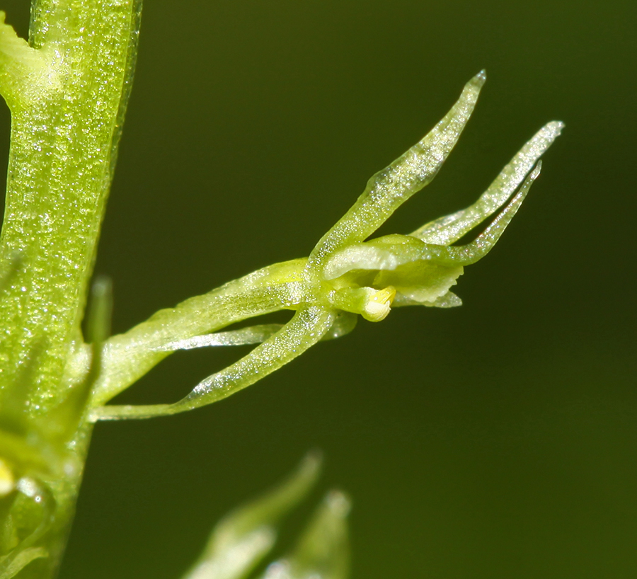 Image of Malaxis monophyllos specimen.