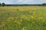 Crepis biennis