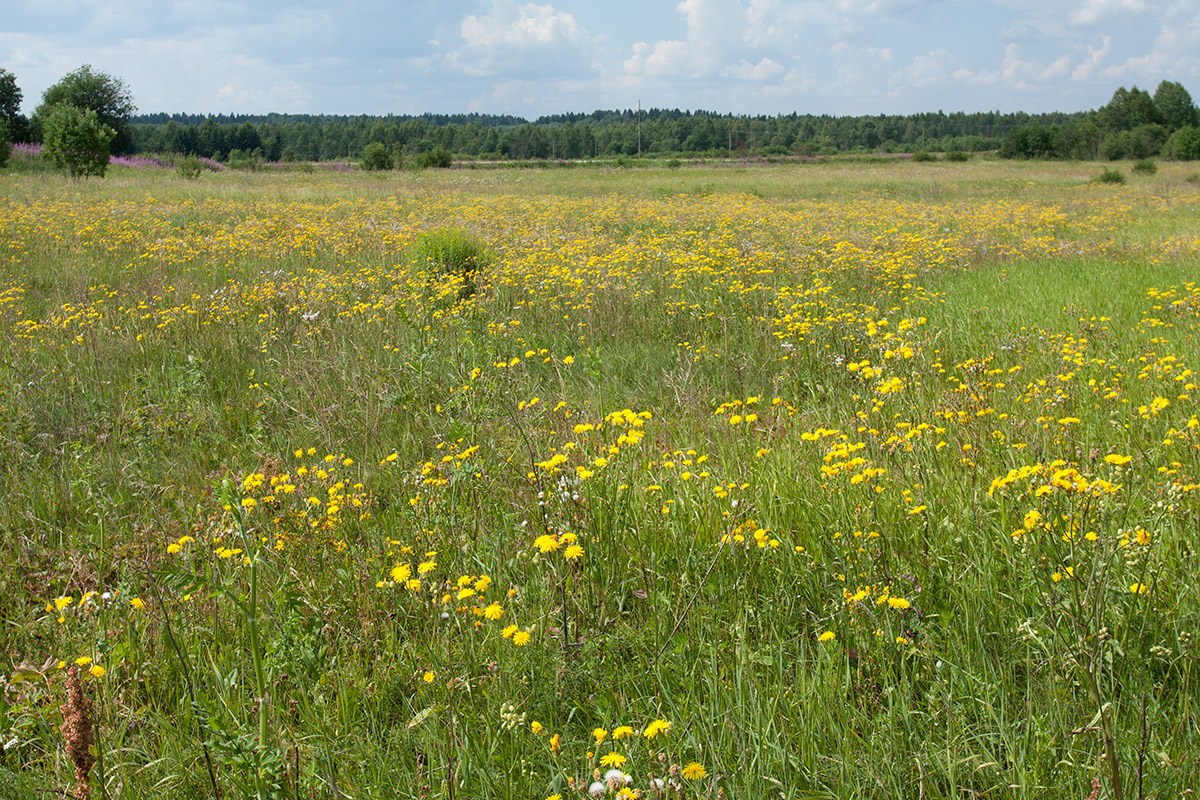Image of Crepis biennis specimen.