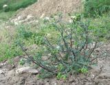 Senecio vulgaris. Цветущее растение. Дагестан, г/о Махачкала, гора Тарки-Тау, рудеральное место у дороги. 05.05.2018.