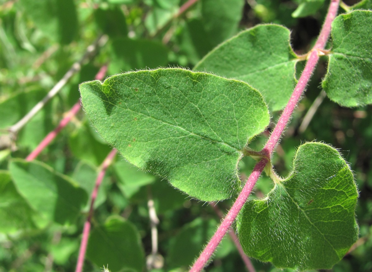 Image of Lonicera iberica specimen.