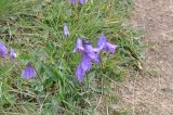 Campanula collina