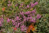 Calluna vulgaris