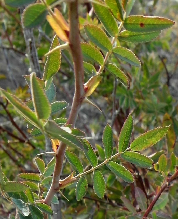 Image of genus Rosa specimen.