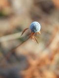 Trientalis europaea. Семена. Магаданская обл., г. Магадан, окр. мкр-на Солнечный, горнолыжная база, крутой склон в каменноберезняке. 10.10.2018.