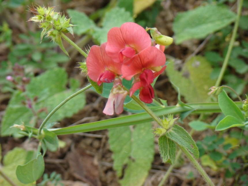 Изображение особи Lathyrus miniatus.