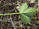 Potentilla fragiformis