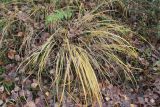 Calamagrostis arundinacea