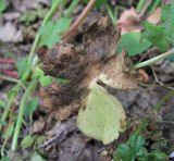 Geranium lucidum