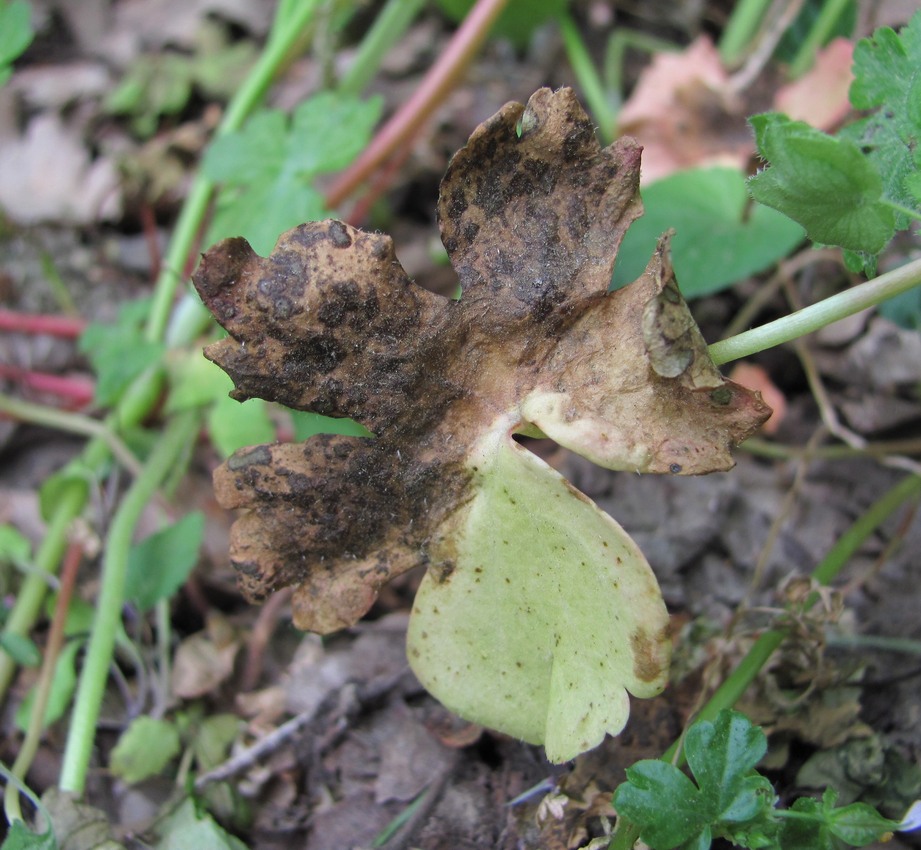 Изображение особи Geranium lucidum.